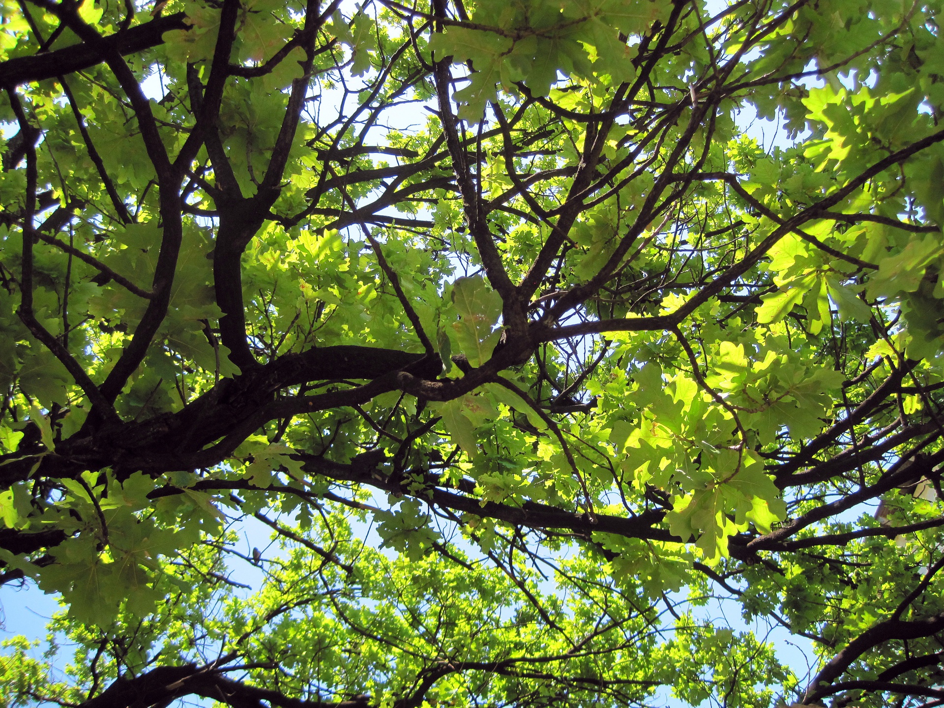tree oak leaves free photo