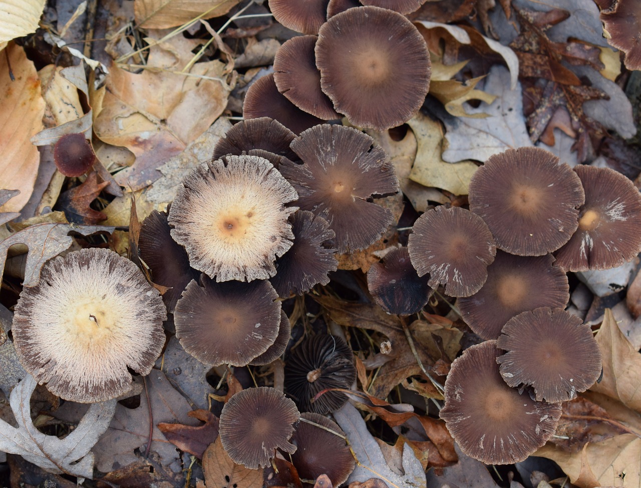 dark brown mushroom colony mushrooms fungi free photo