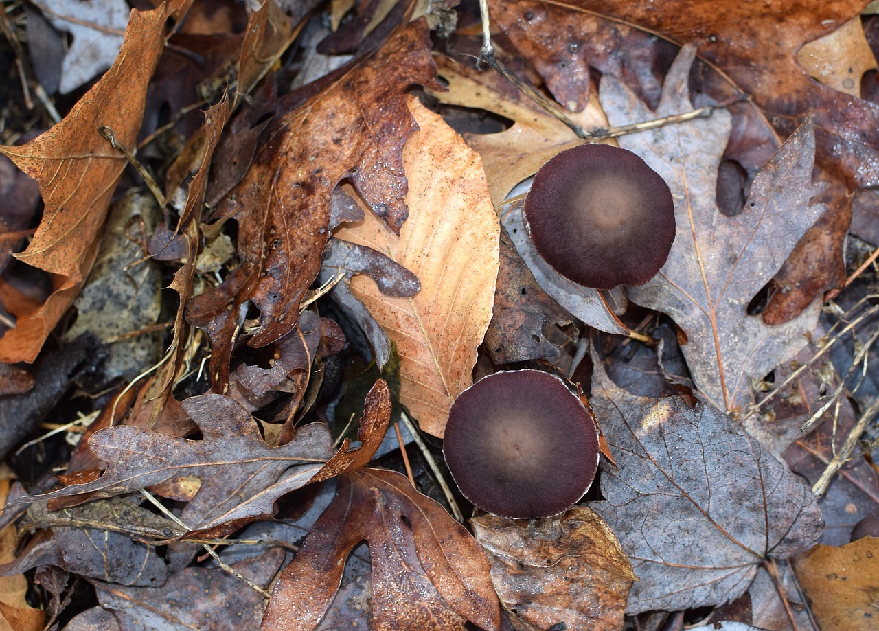 dark brown mushrooms mushrooms fungi free photo