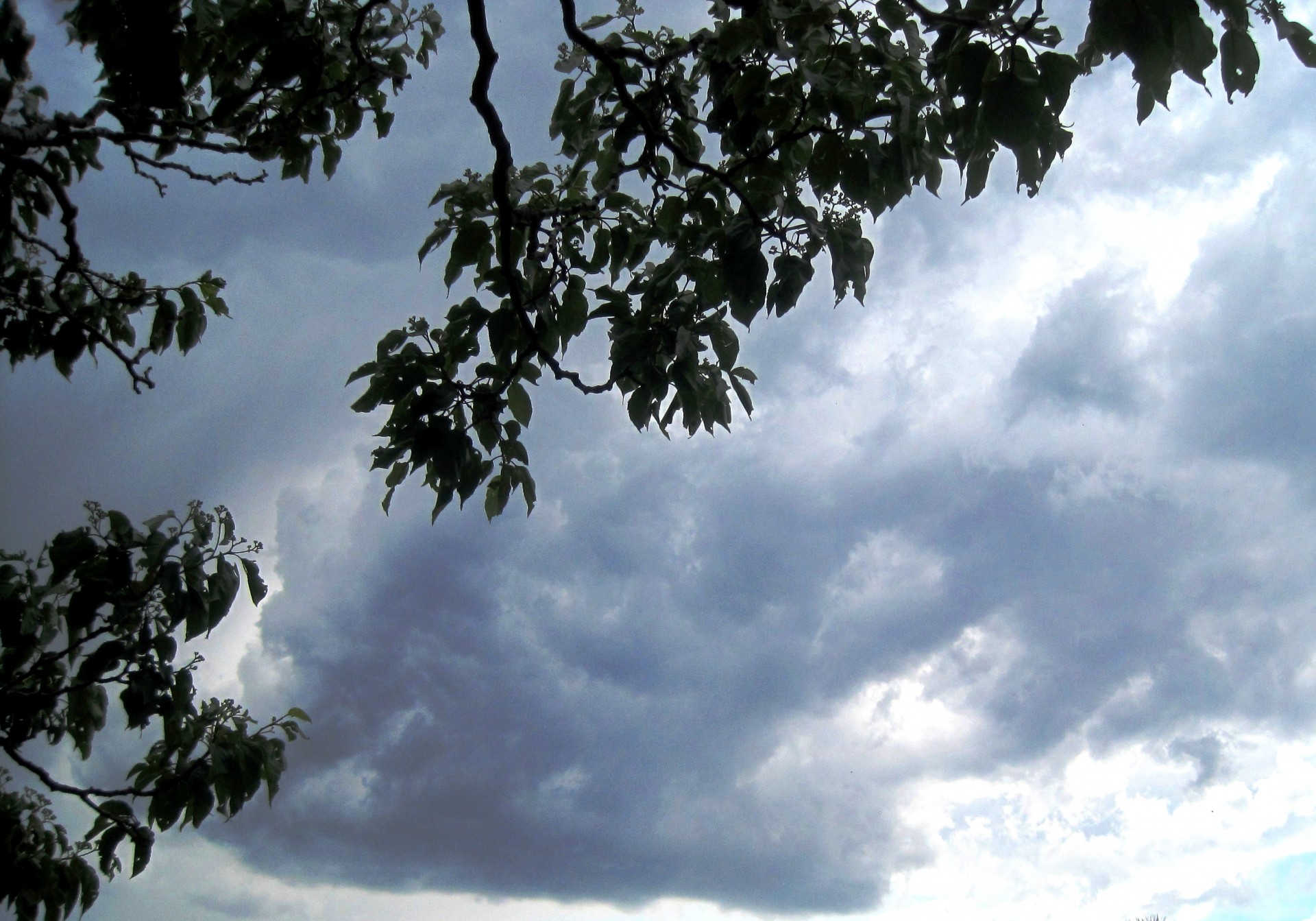 tree leaves silhouette free photo