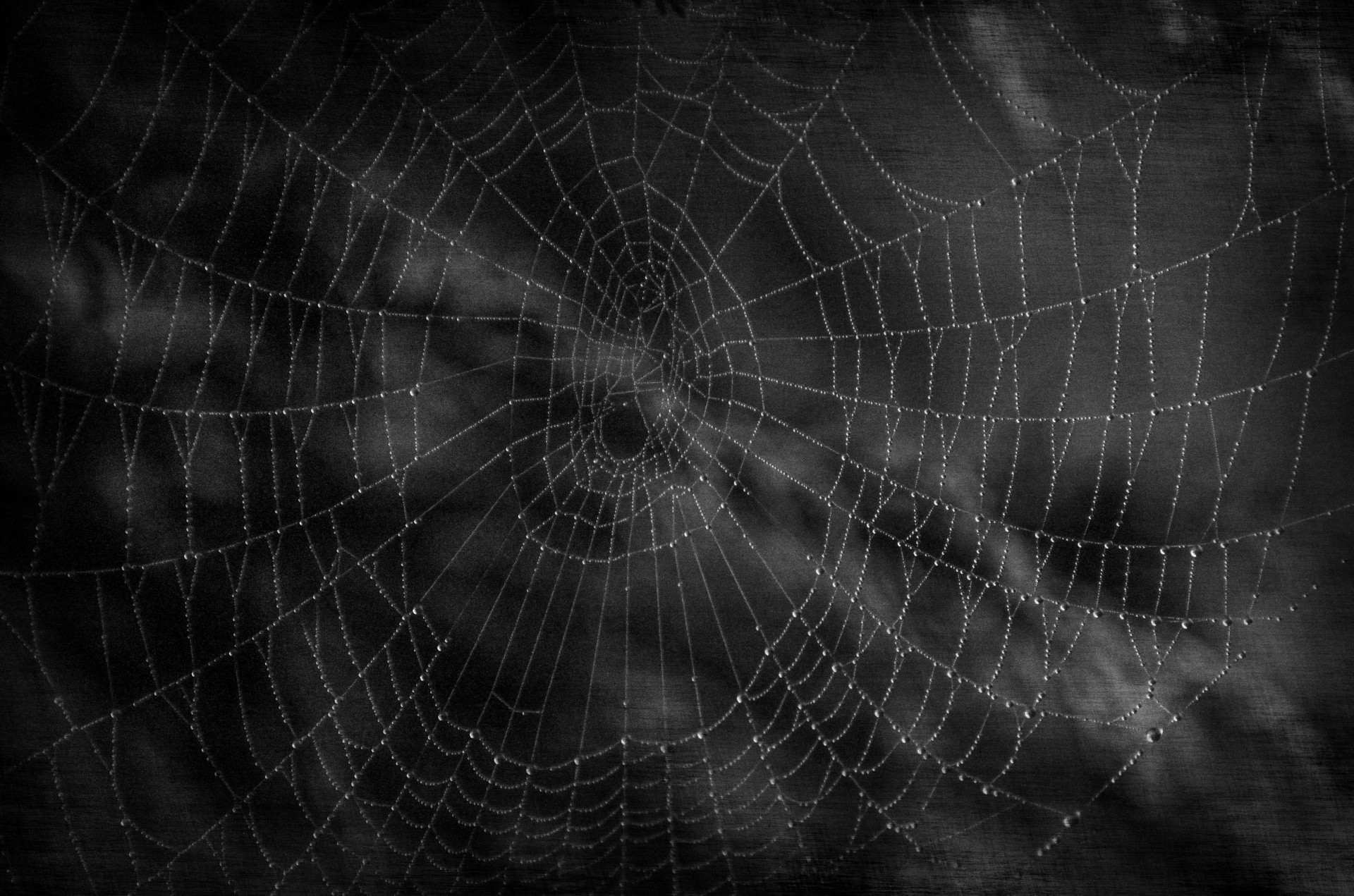dark cobweb halloween free photo