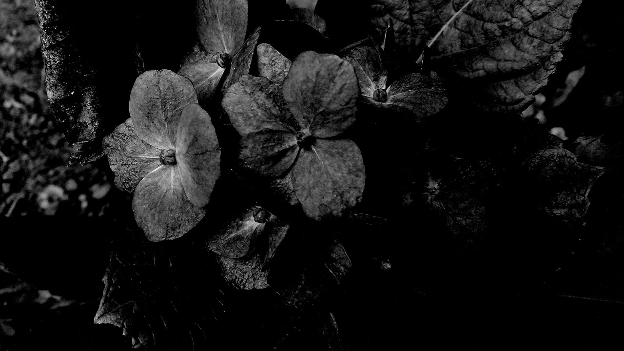 dark flowers black dark free photo