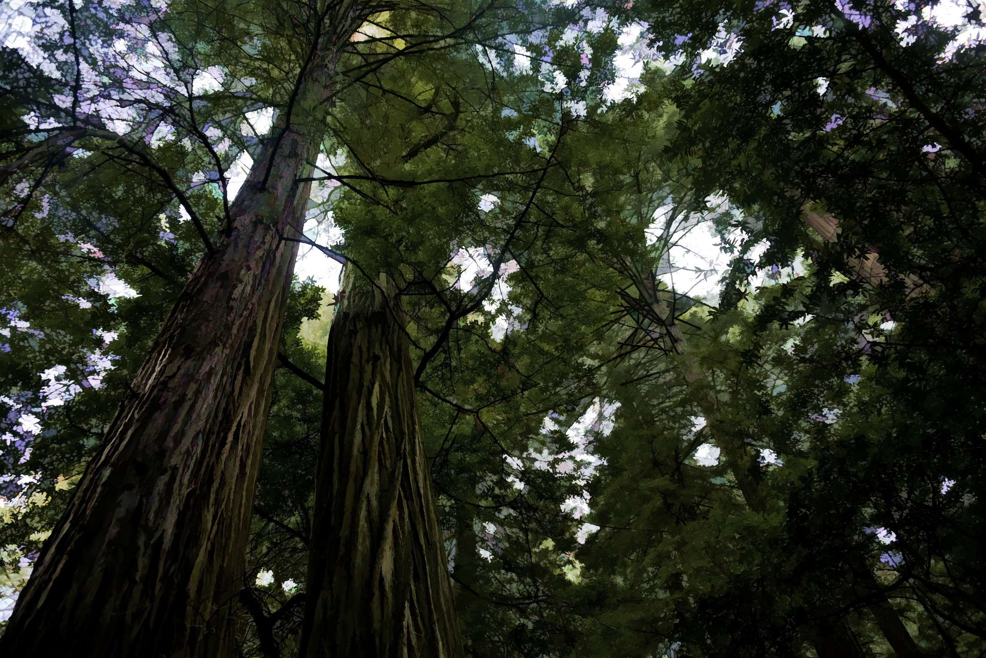 forest trees green free photo