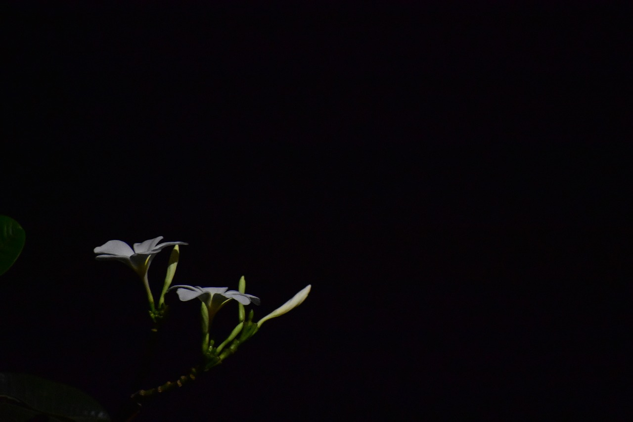 dark glowing flower  night flower  white flower free photo