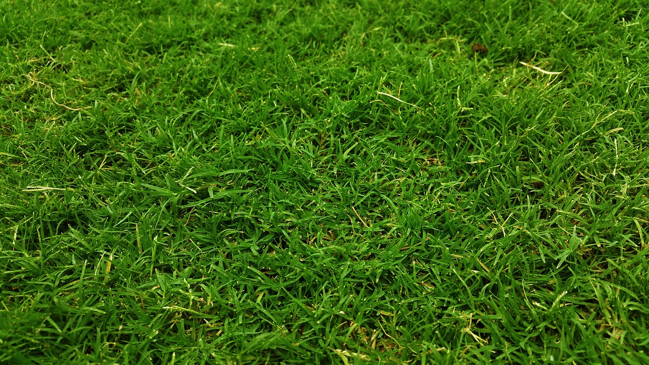 dark green golf green grass free photo