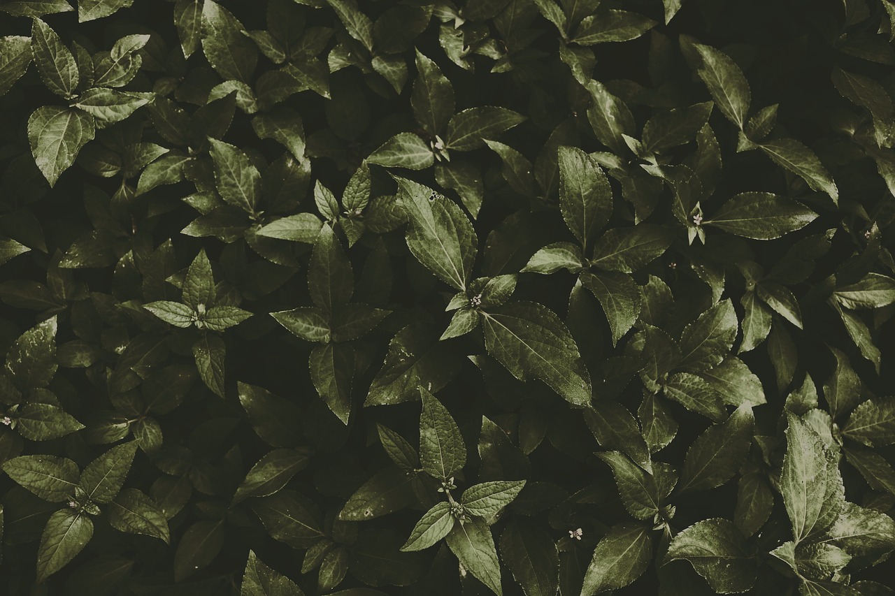 dark green  nature  leaves free photo