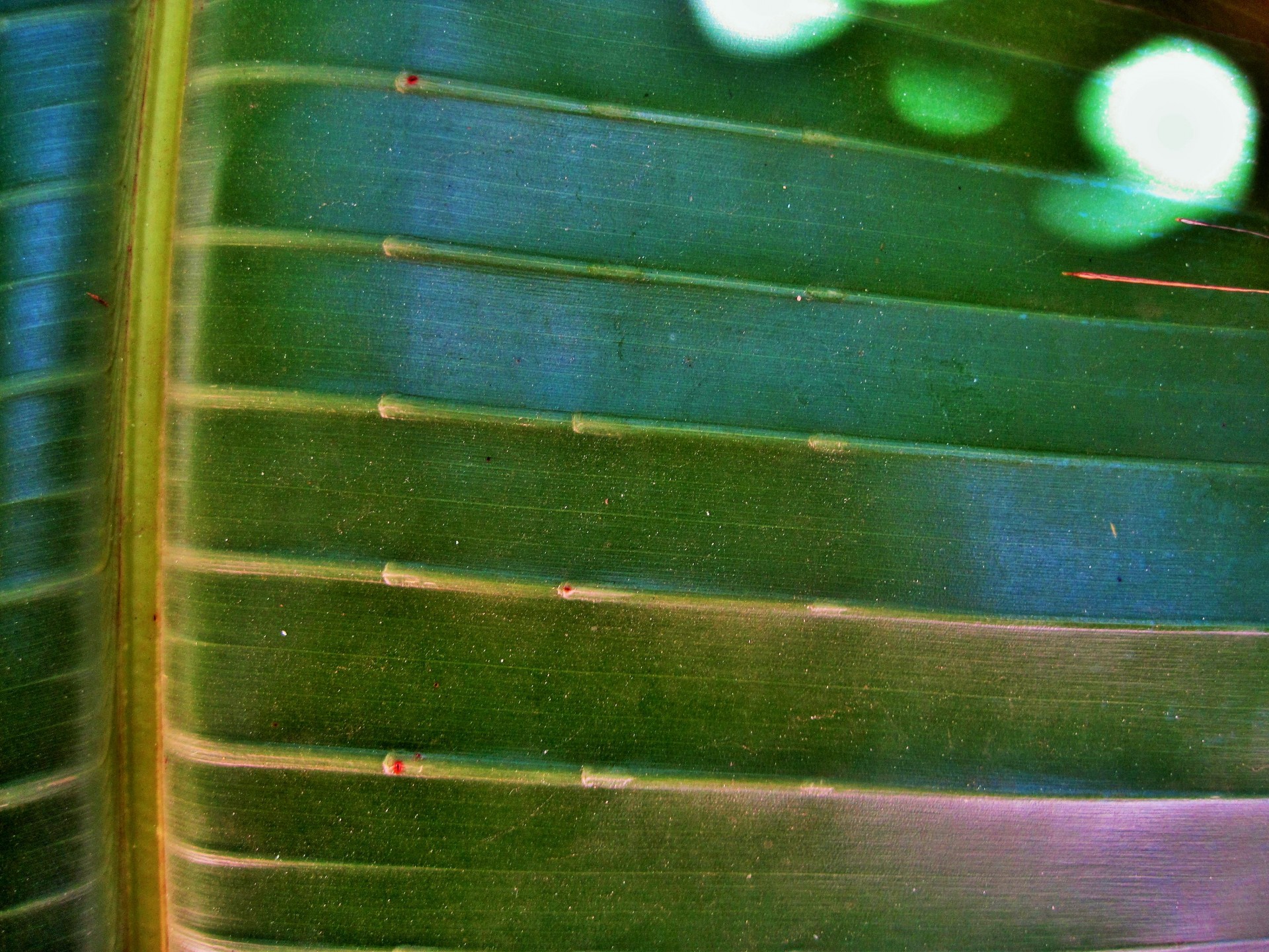 leaf banana green free photo