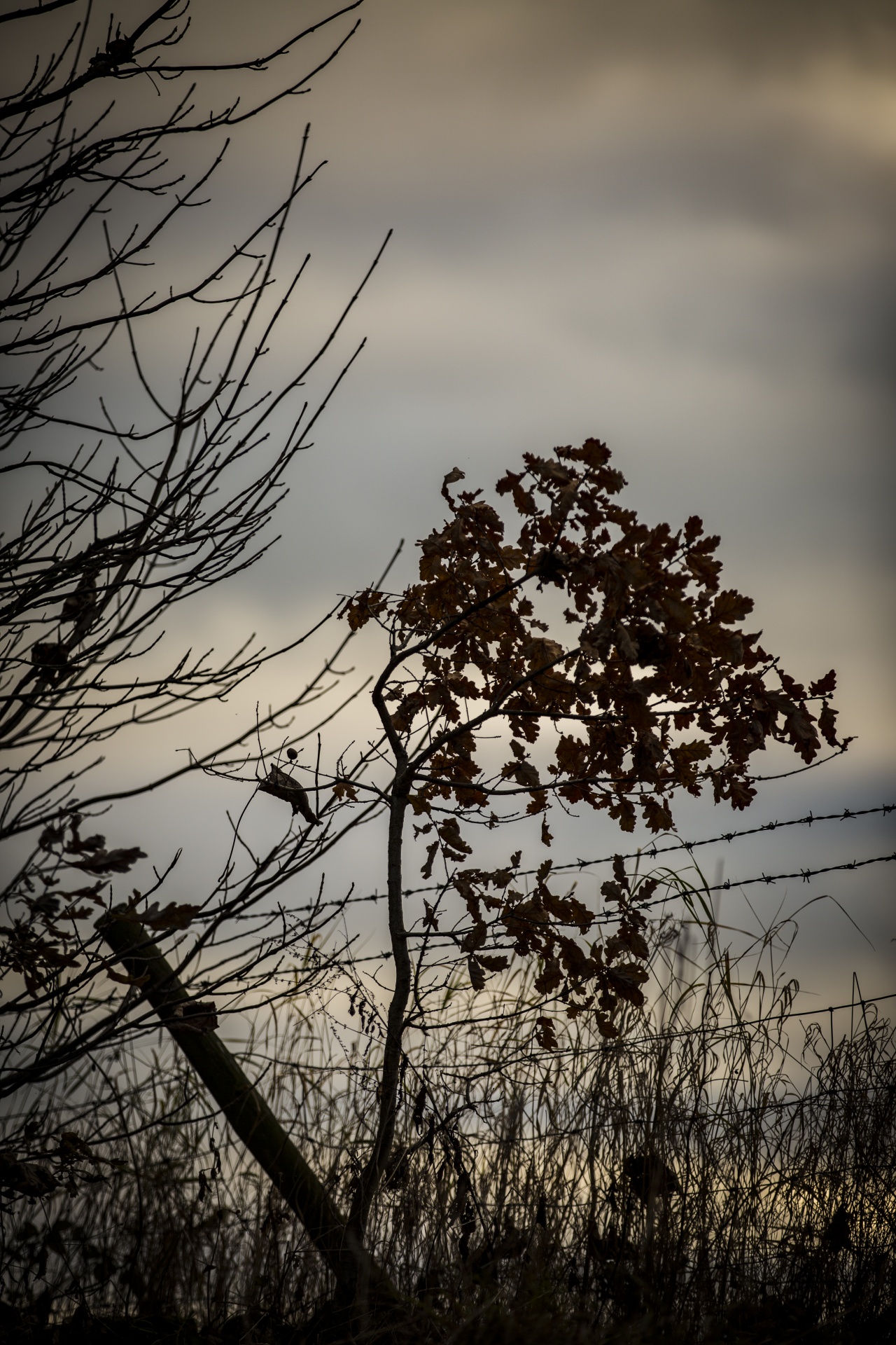 dark landscape nature free photo