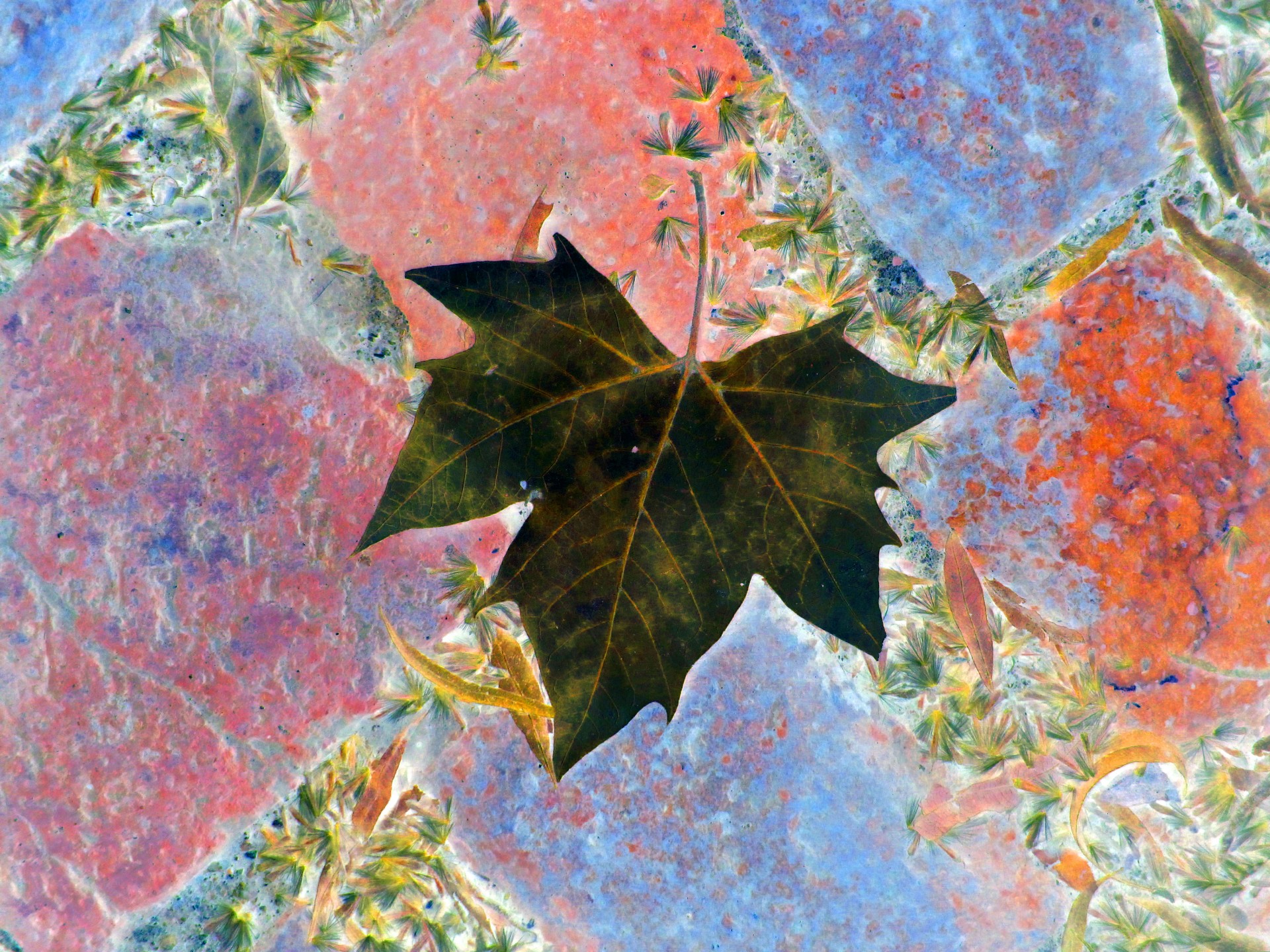 leaf veined paving free photo