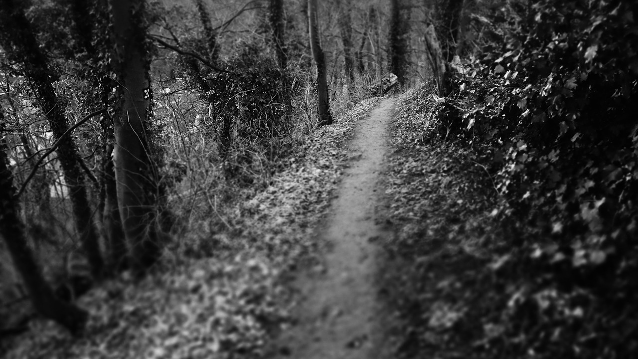 dark path path woods free photo
