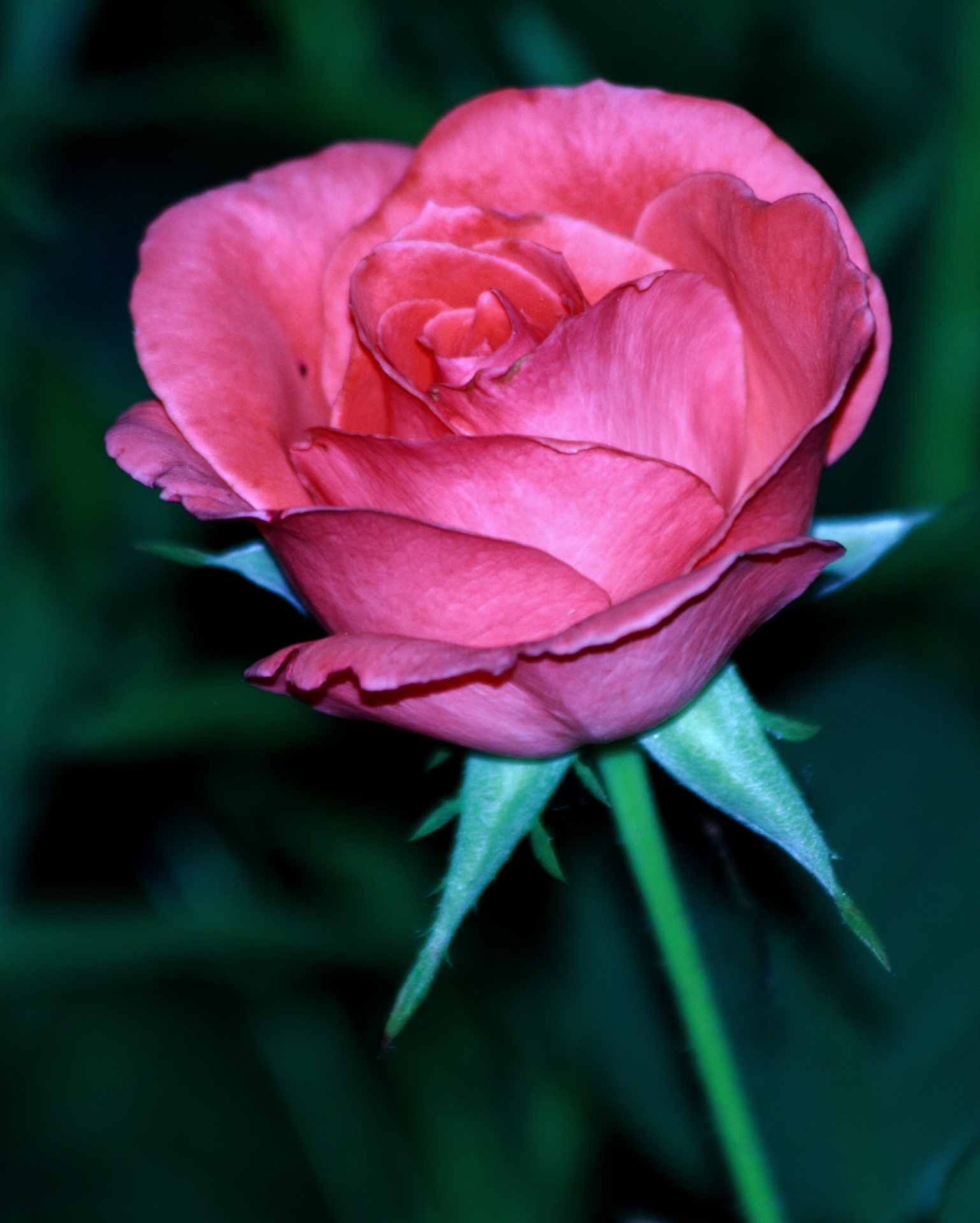 dark pink rose flower petals free photo