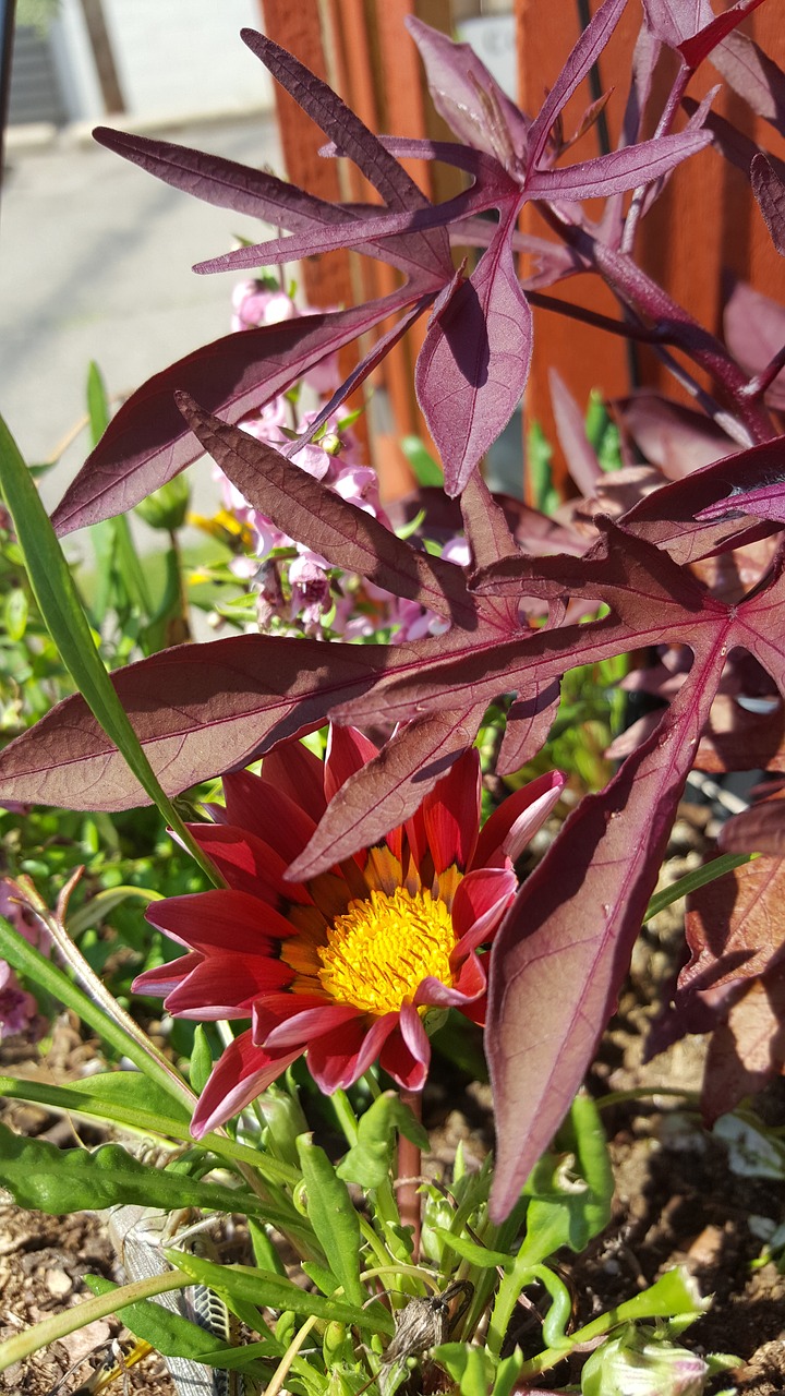 dark red gaznia purple free photo