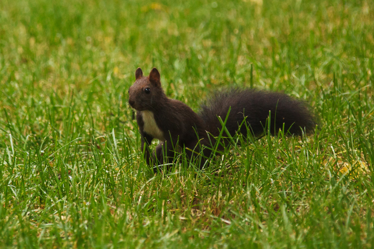 adorable animal black free photo