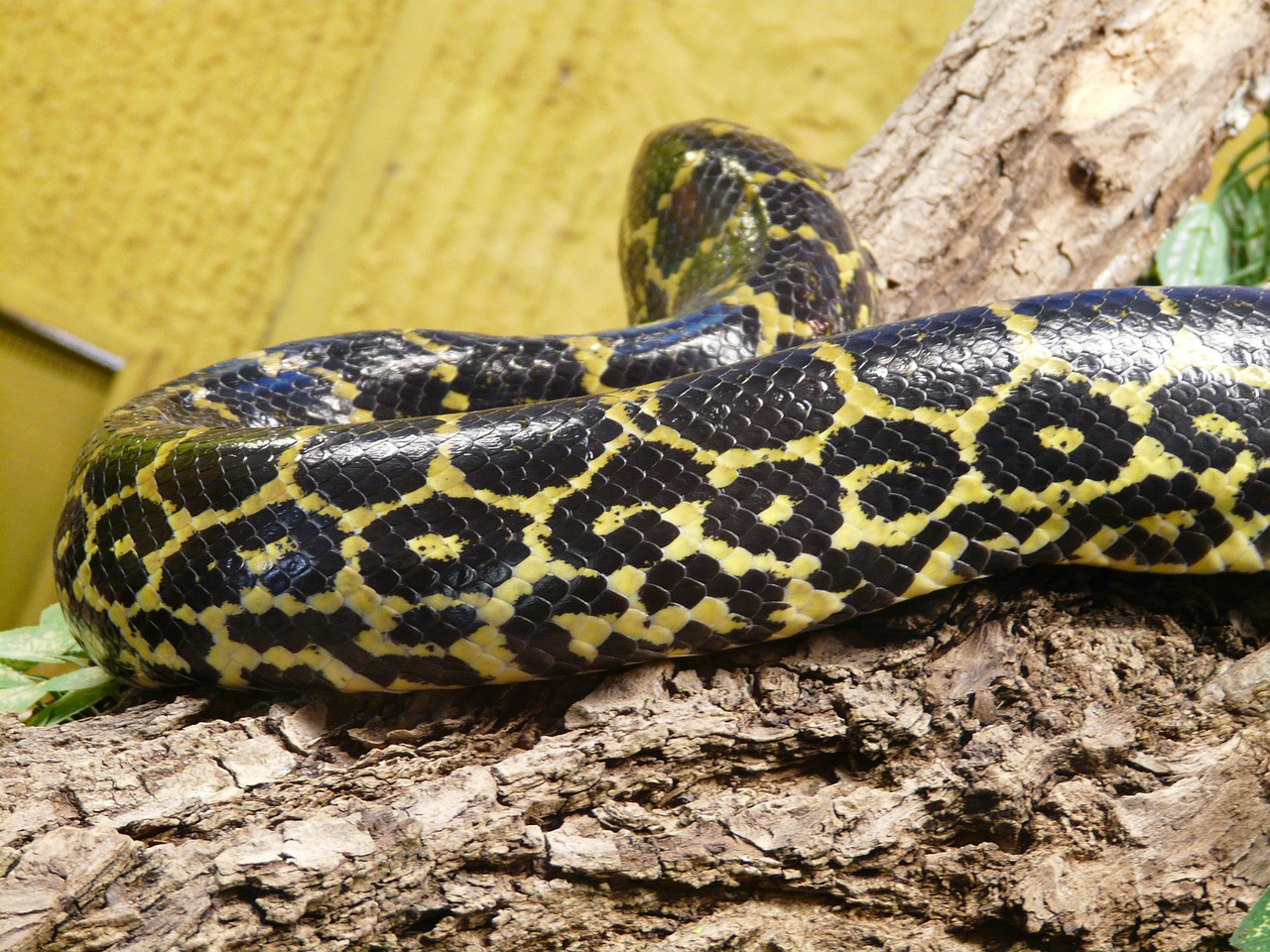 dark tigerpython snake python molurus bivittatus free photo