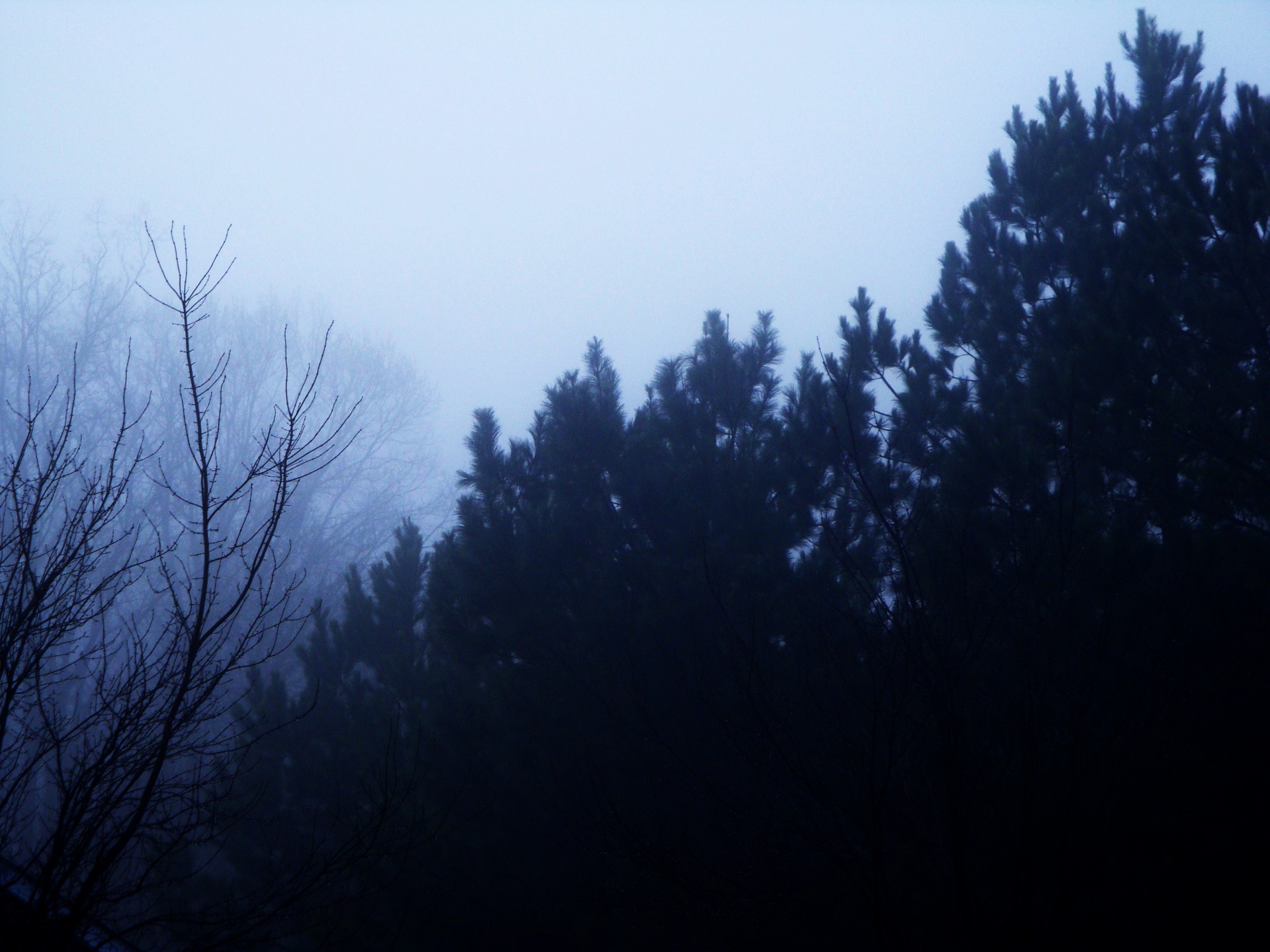 dark trees snow free photo