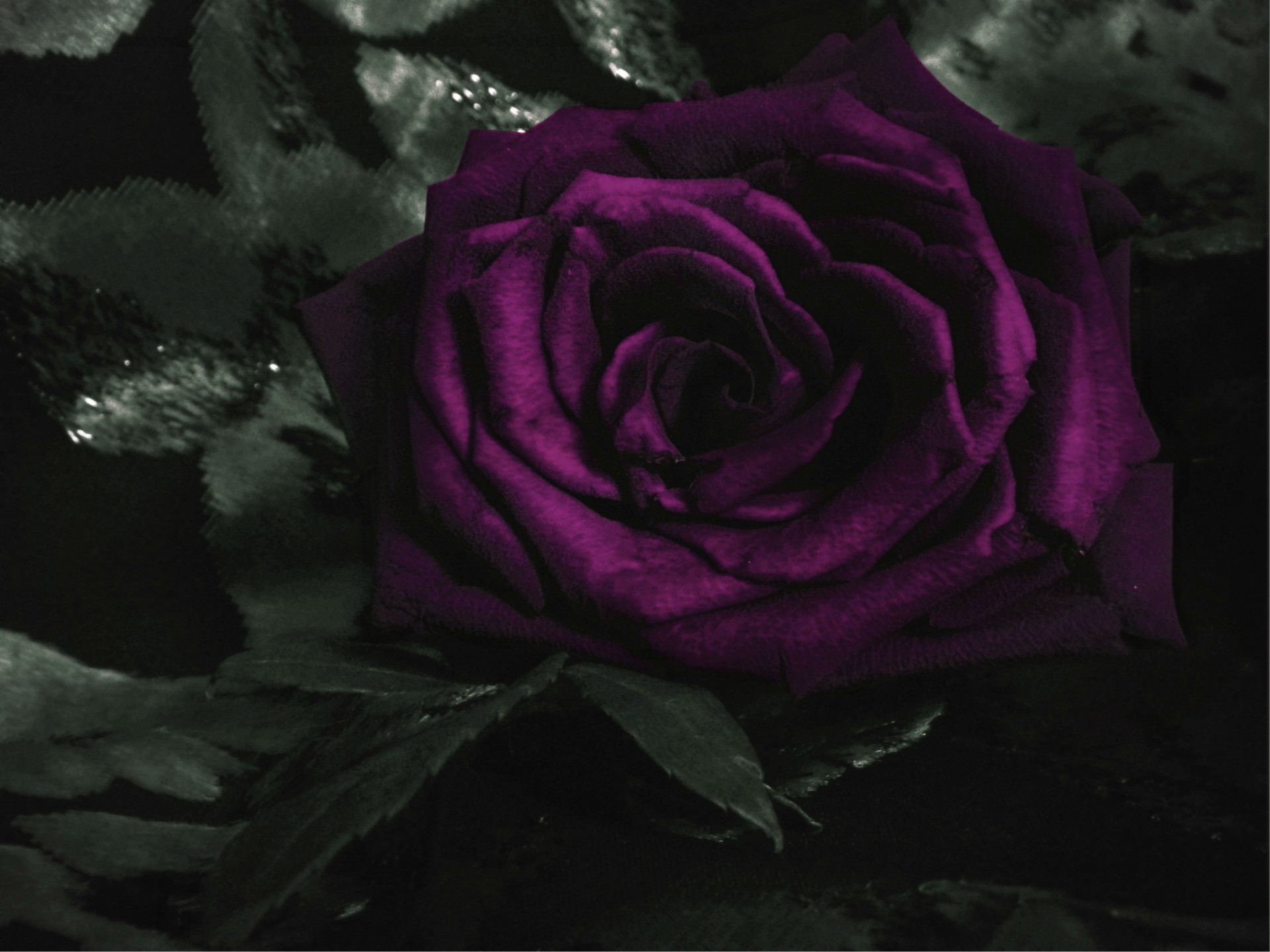 flower rose violet free photo
