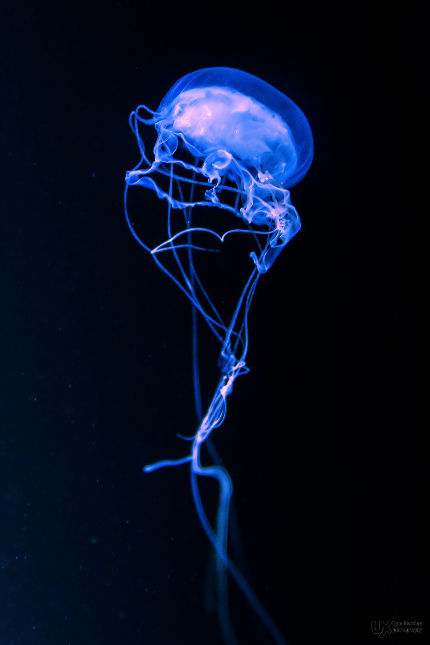 darkness jellyfish smoke free photo