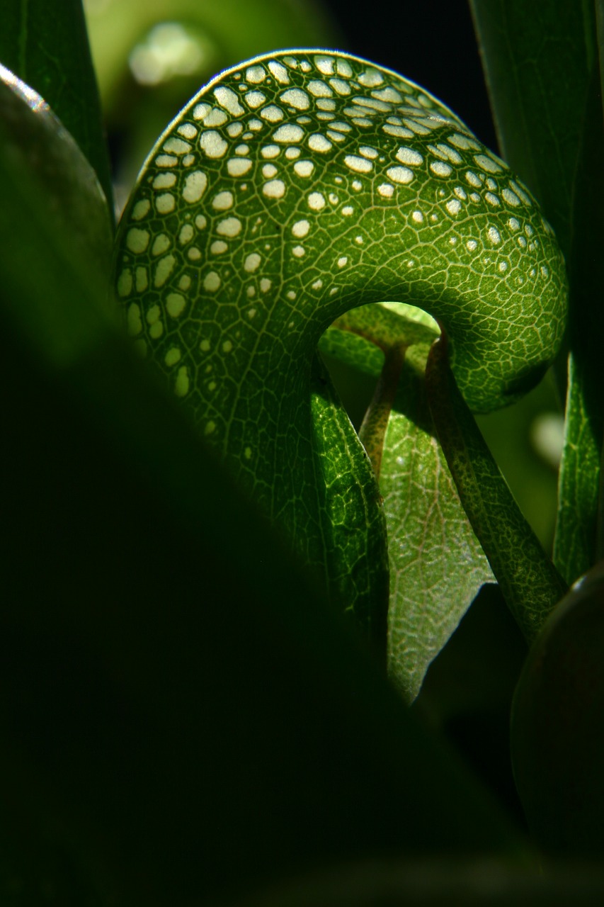 darlingtonia cobra lily carnivorous free photo