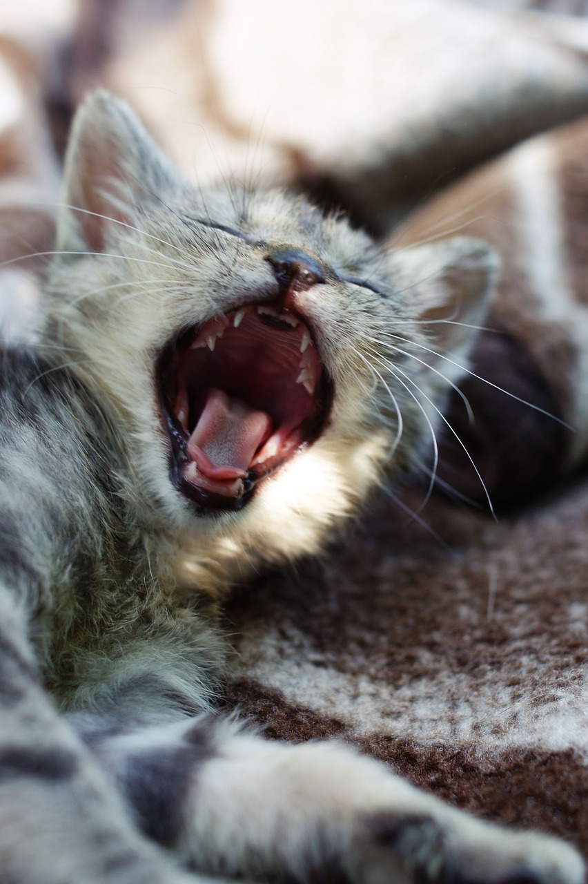 yawn dart kitten free photo