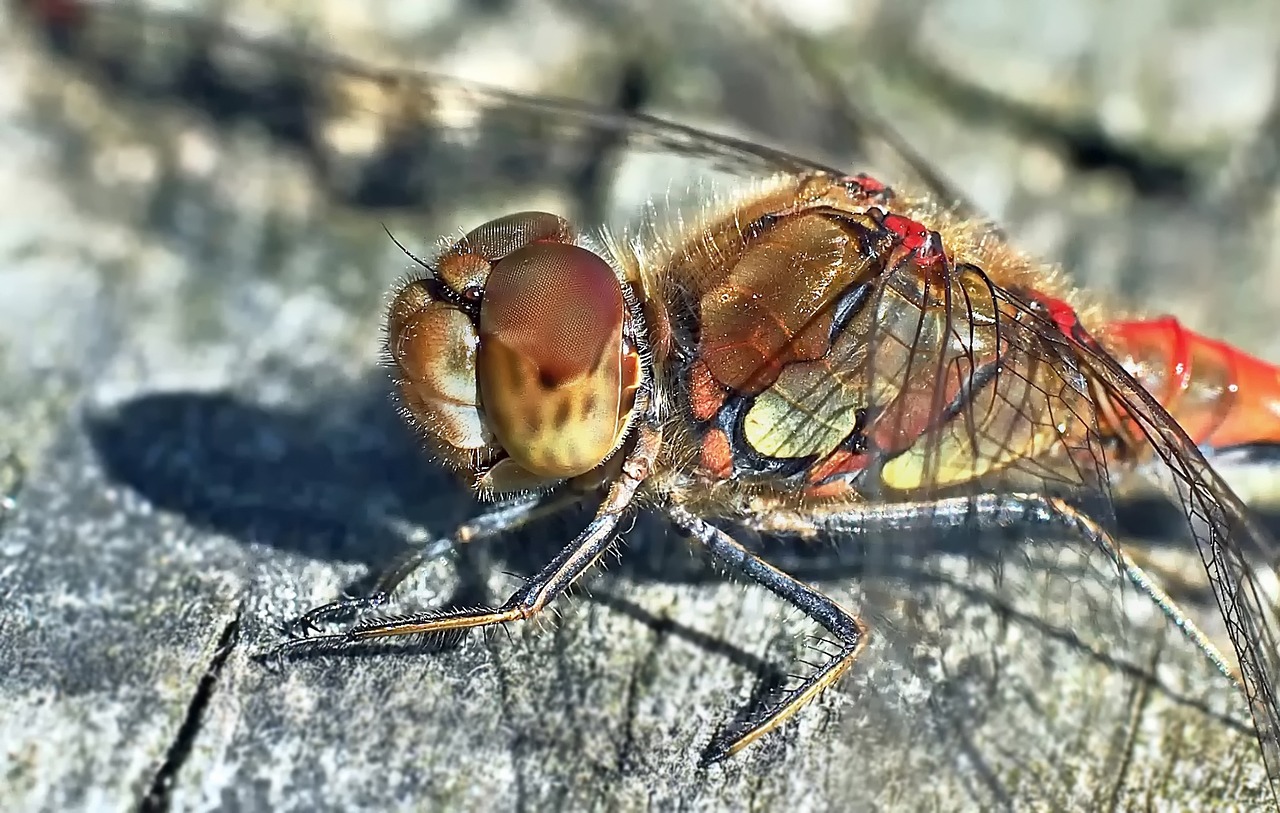 insect nature live free photo