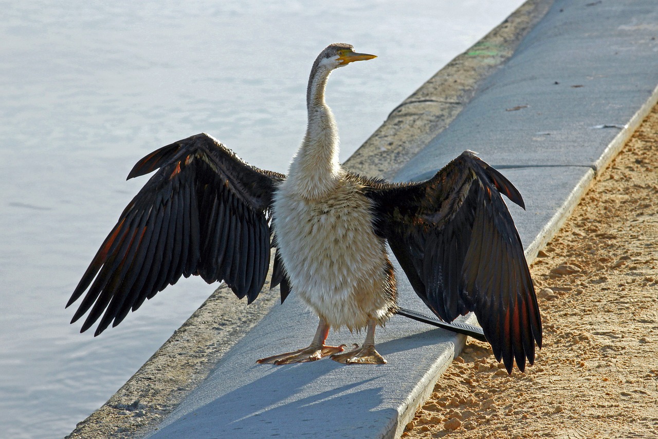 darter australia perth free photo