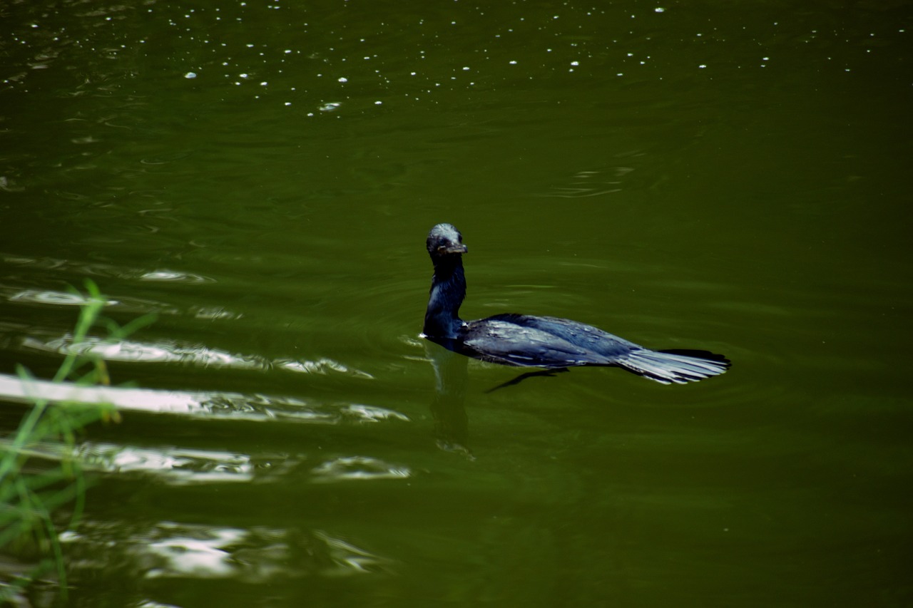 darter bird water bird anhinga free photo
