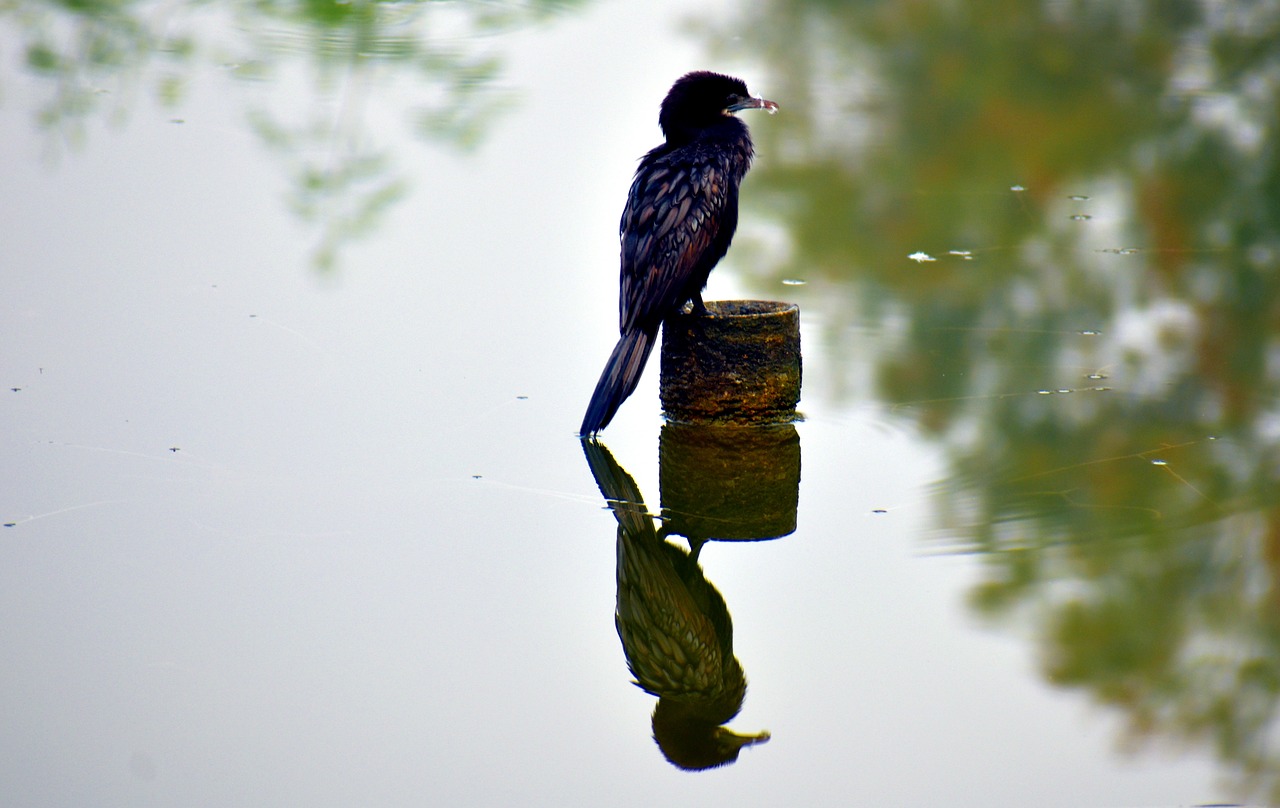 darter bird anhinga fishing free photo