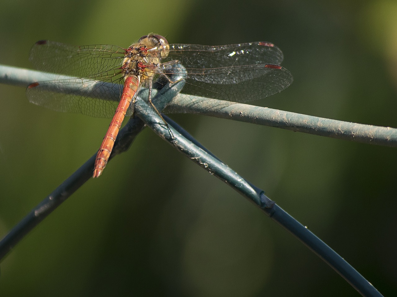 darter sympetrum dragonfly animal free photo