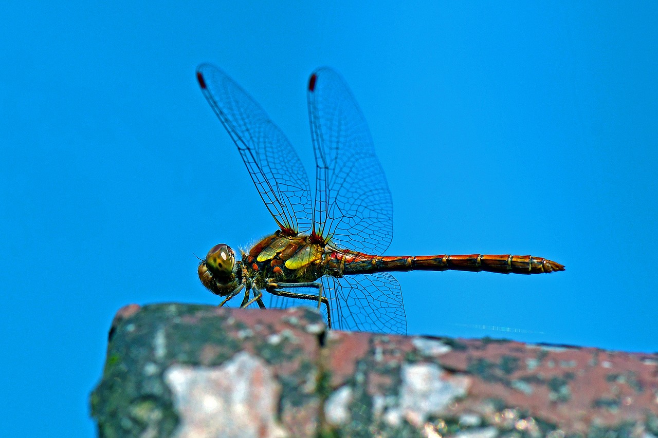 darter sympetrum  dragonfly  flight insect free photo