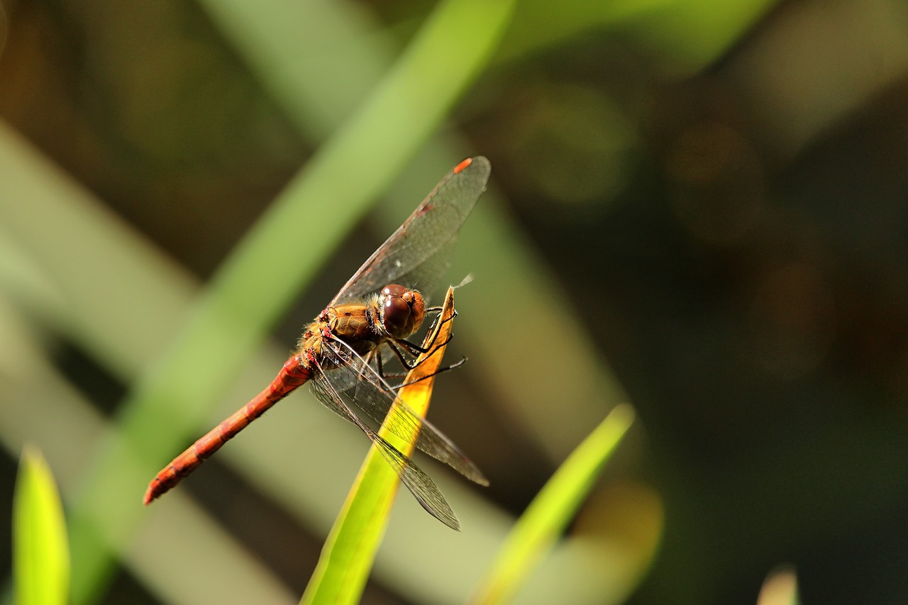 darter sympetrum  dragonfly  insect free photo