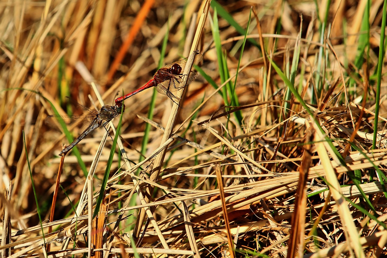 darter sympetrum  pairing  dragonfly free photo