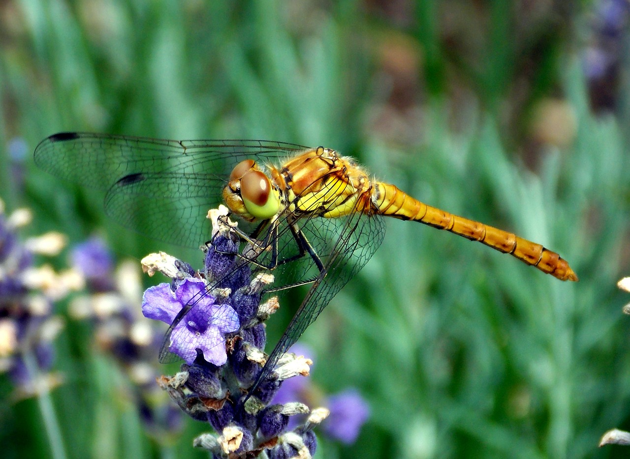 darter sympetrum dragonfly dragonflies free photo