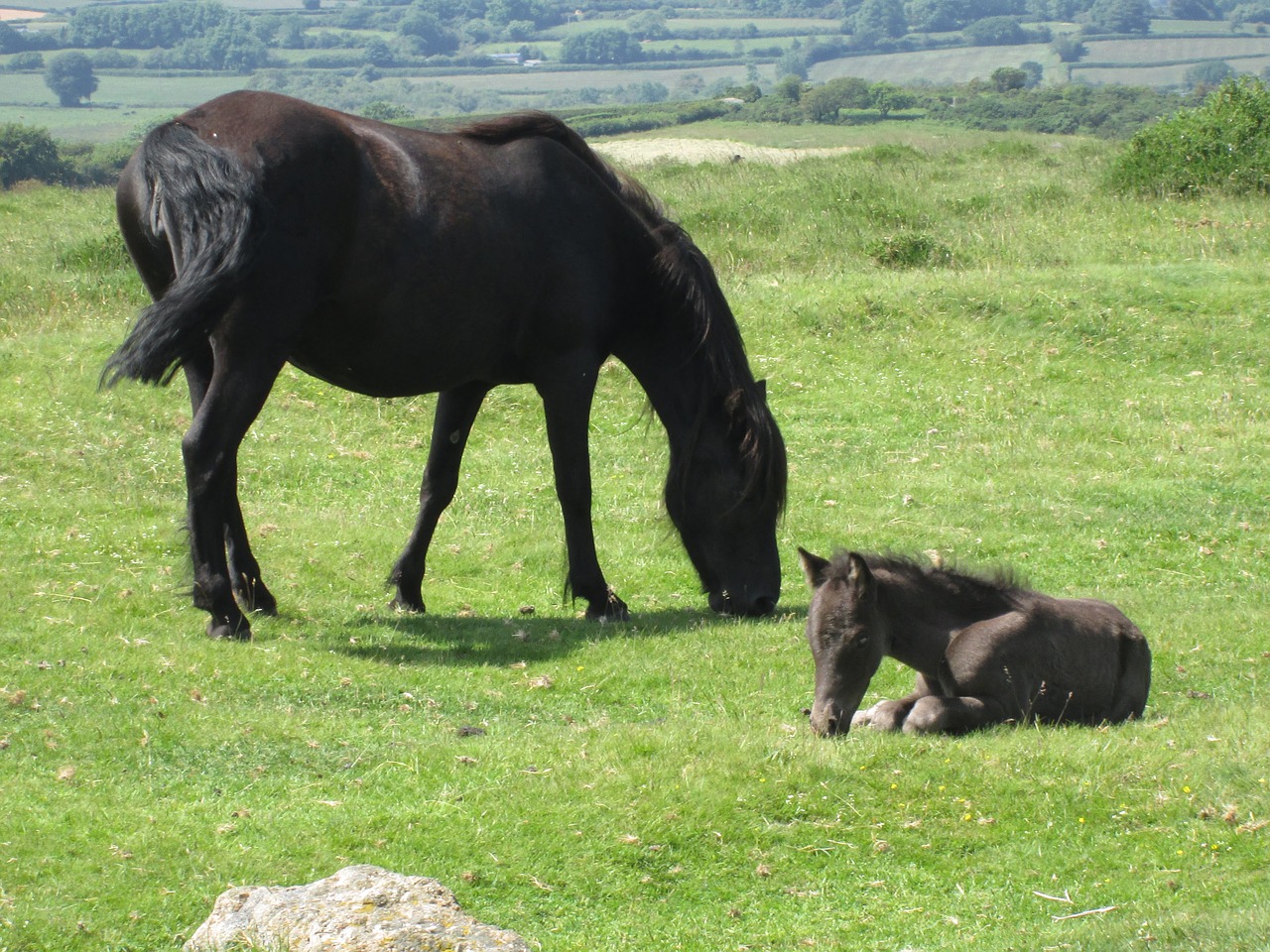 dartmoor mare foal