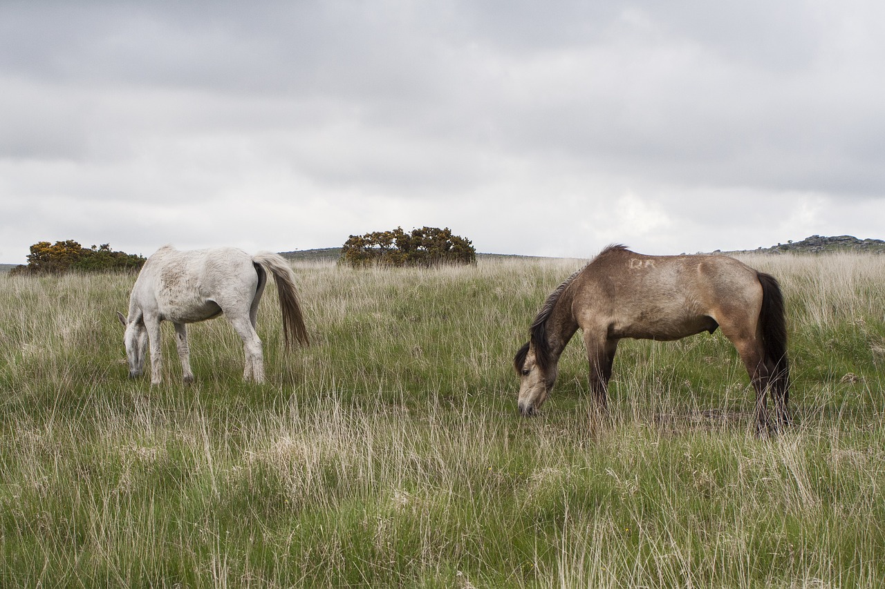 dartmoor pony horse free photo