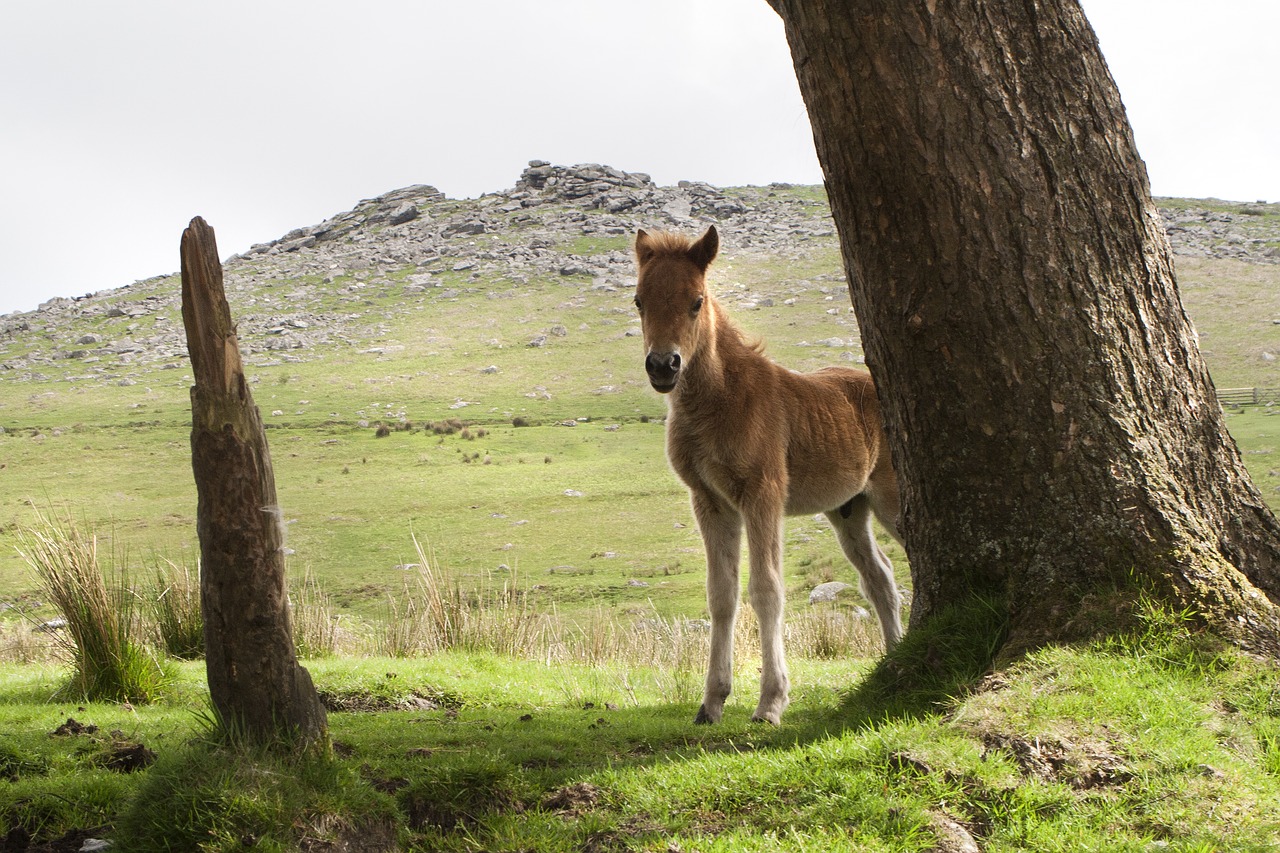 dartmoor pony horse free photo