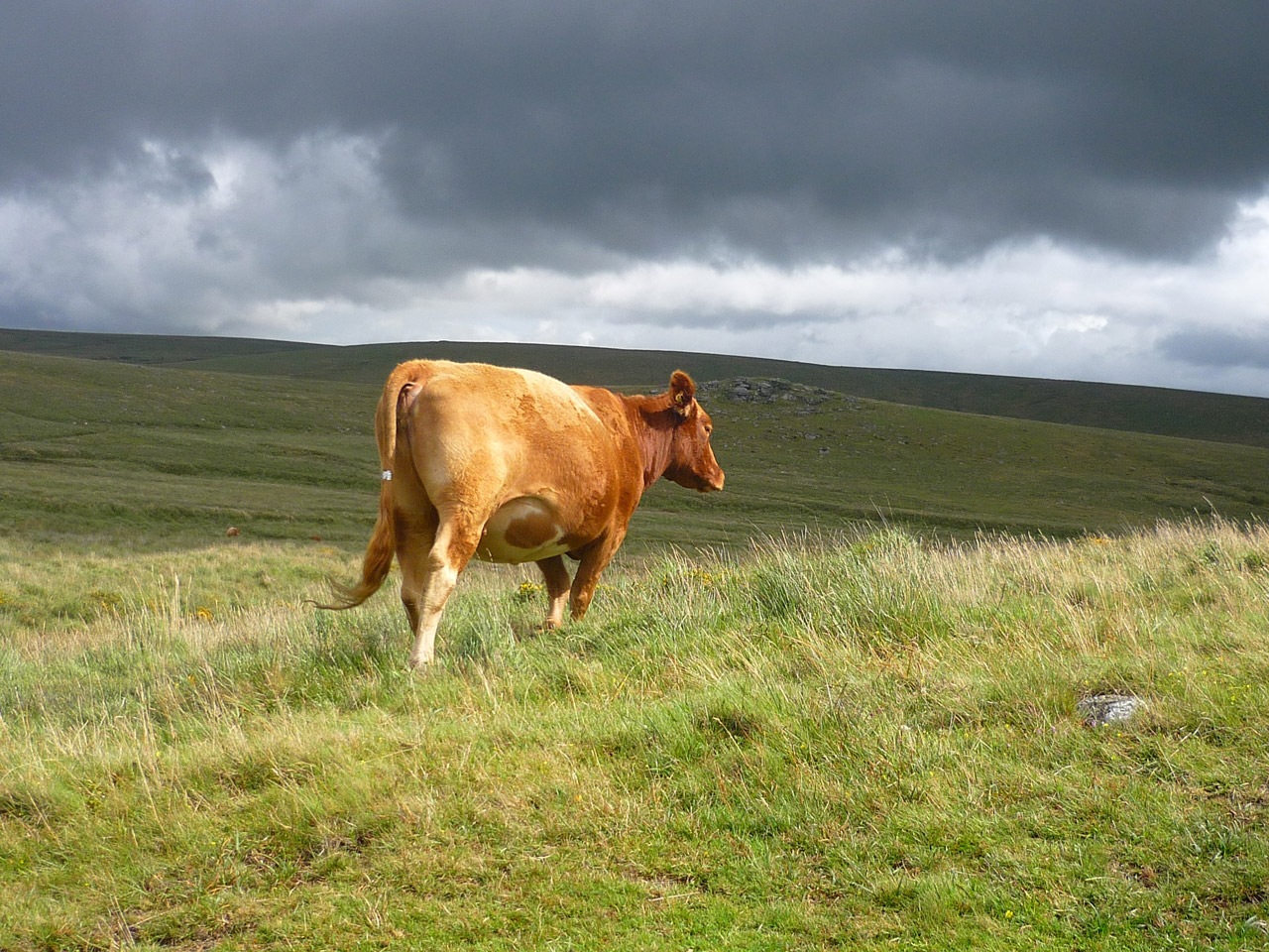 dartmoor cattle cow free photo