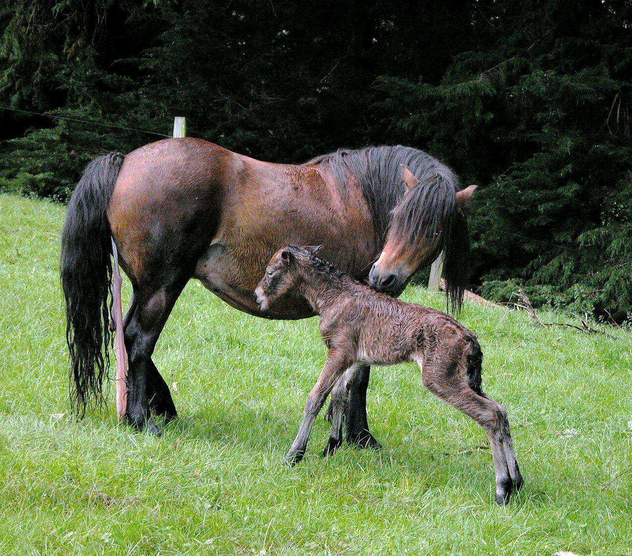 dartmoor foal foal horse free photo