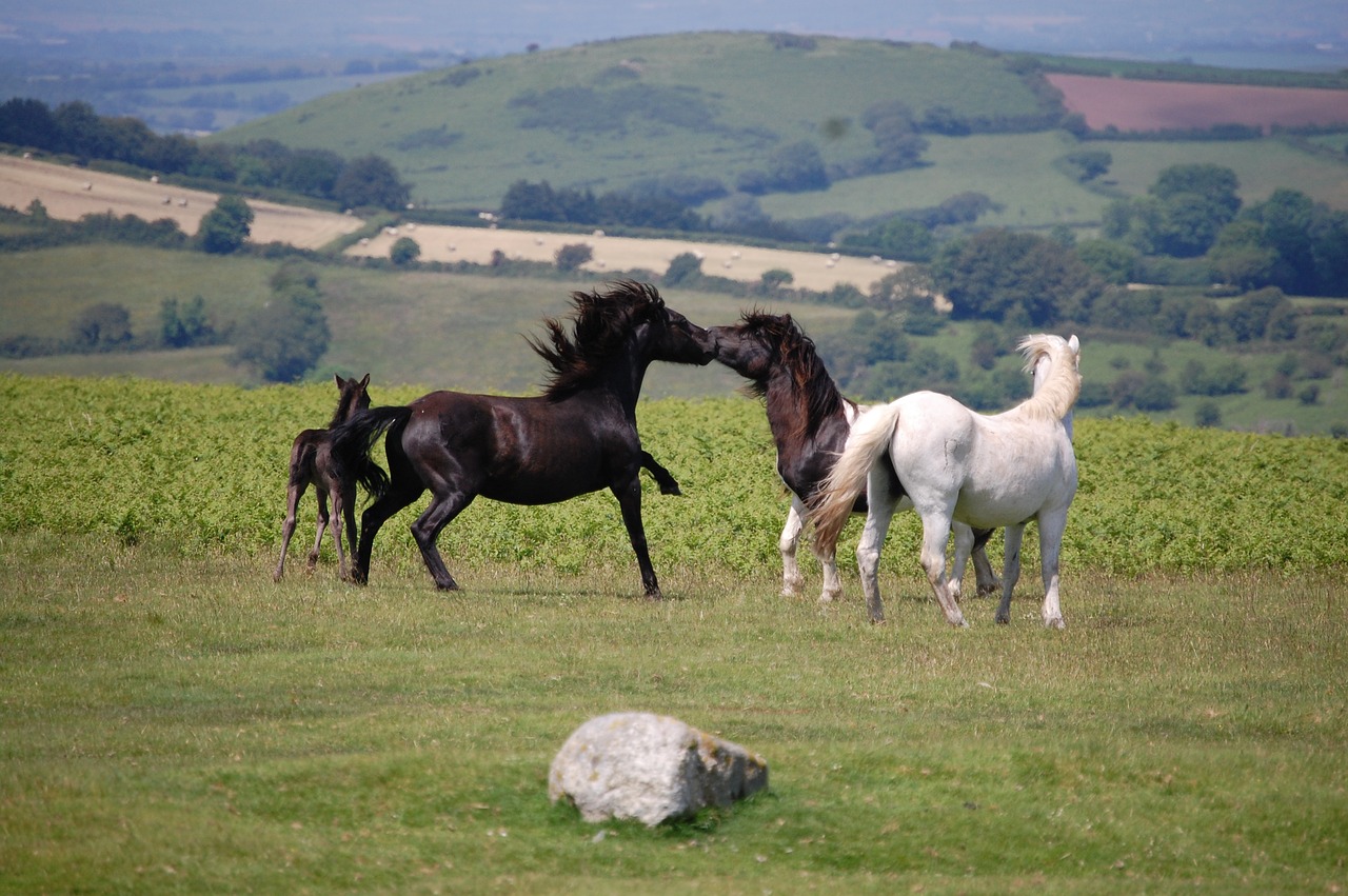 dartmoor ponies mare stallion free photo