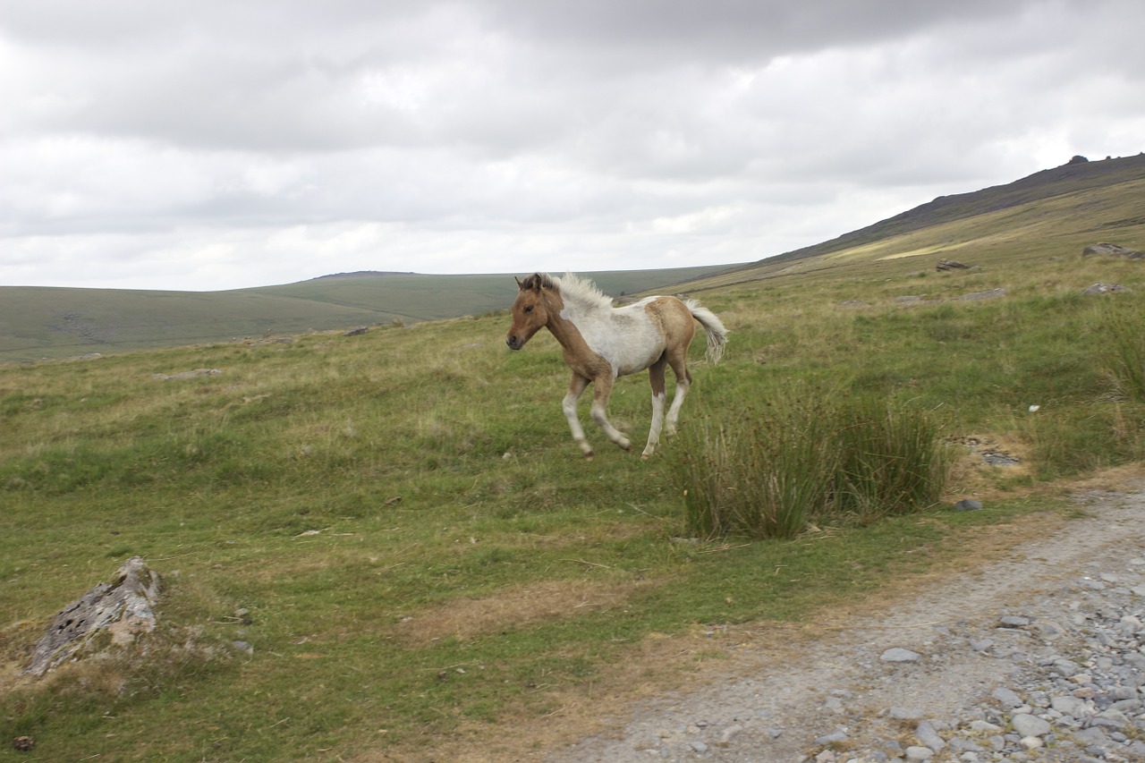 dartmoor pony spotted foal free photo