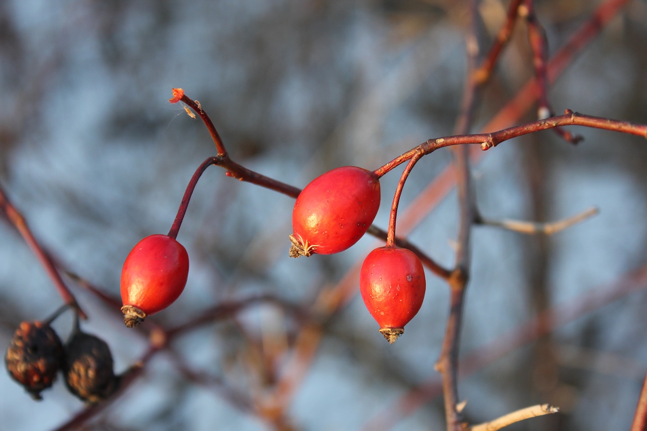 darts autumn winter free photo