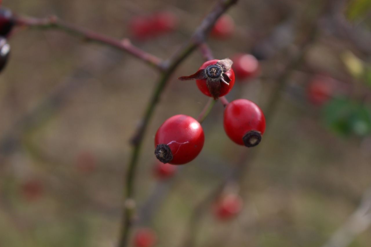 darts a branch nature free photo