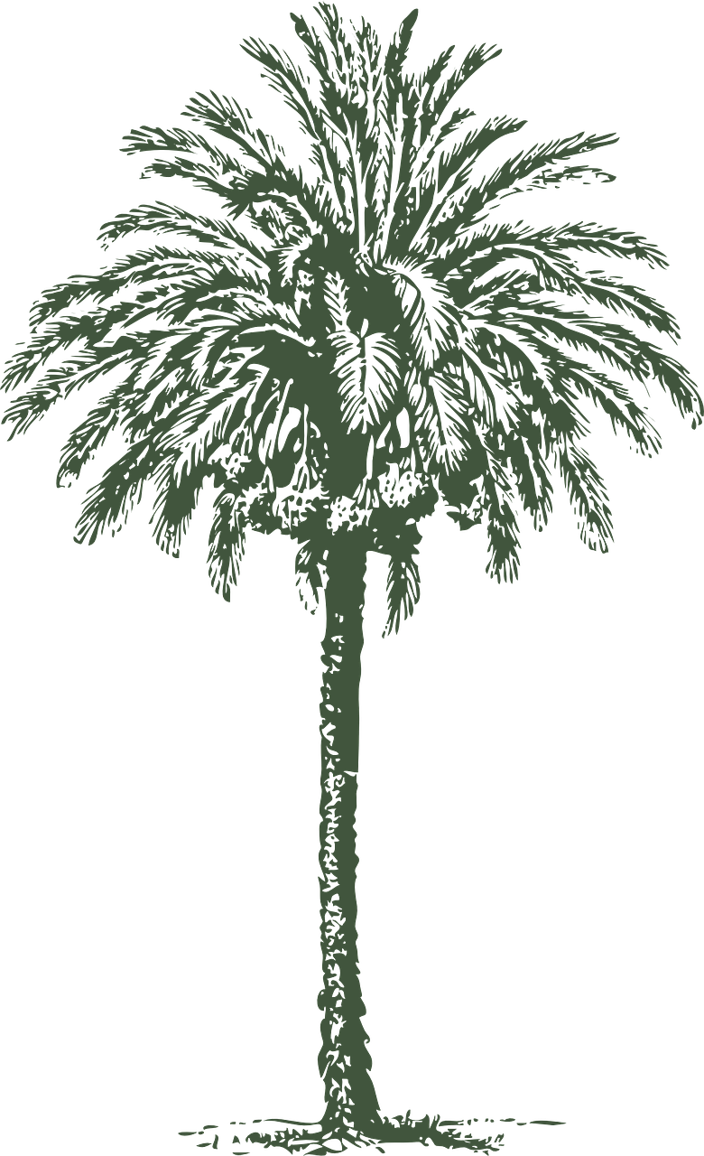 date palm tree free photo