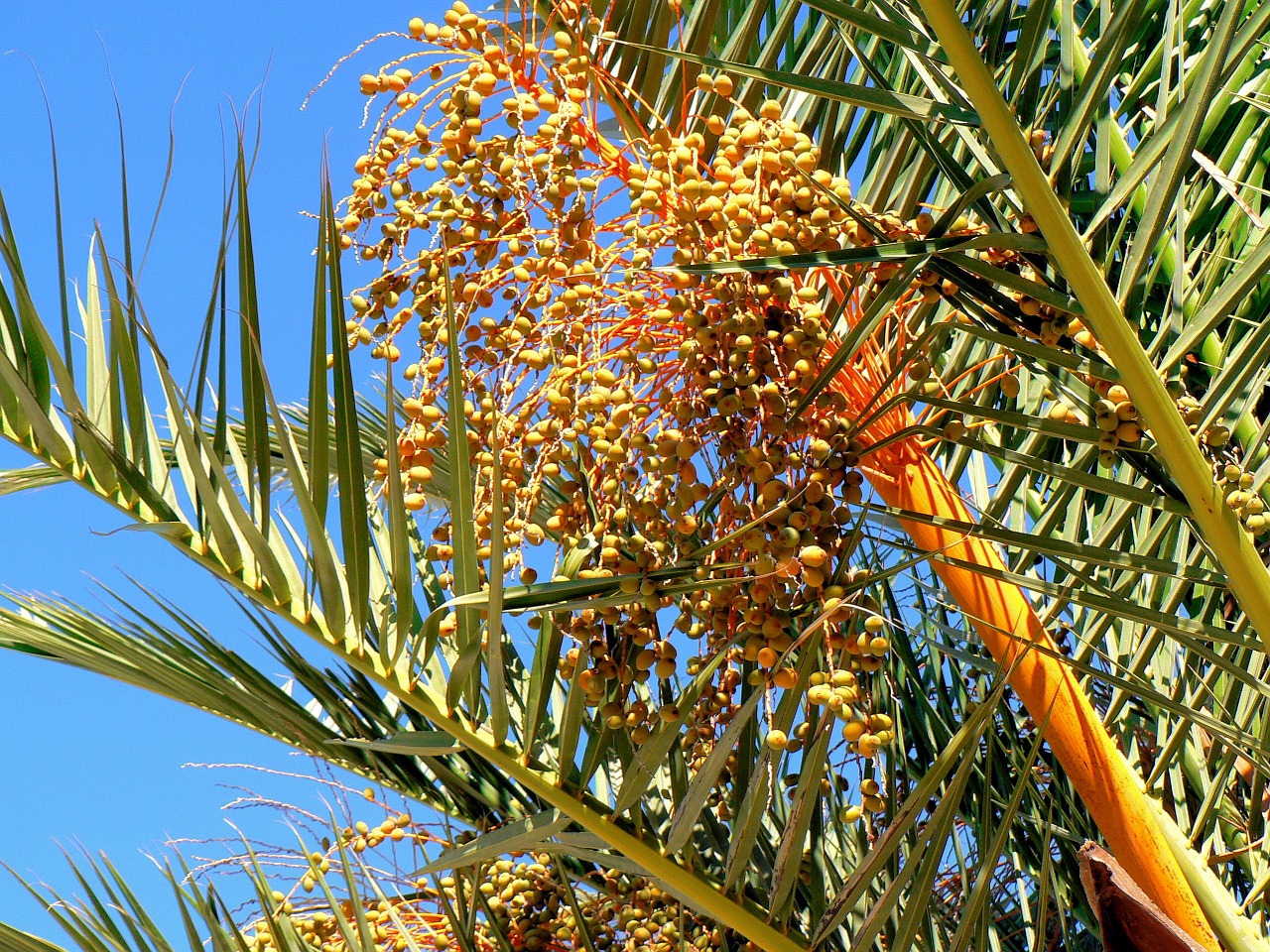 date-palm dates fruit free photo
