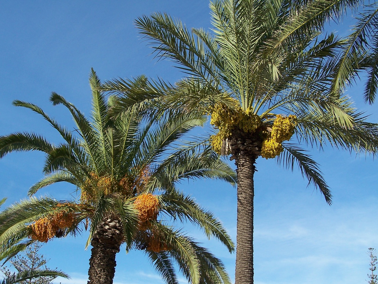 date palm date palm free photo
