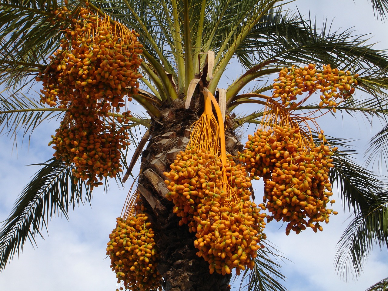 date palm palm dates free photo