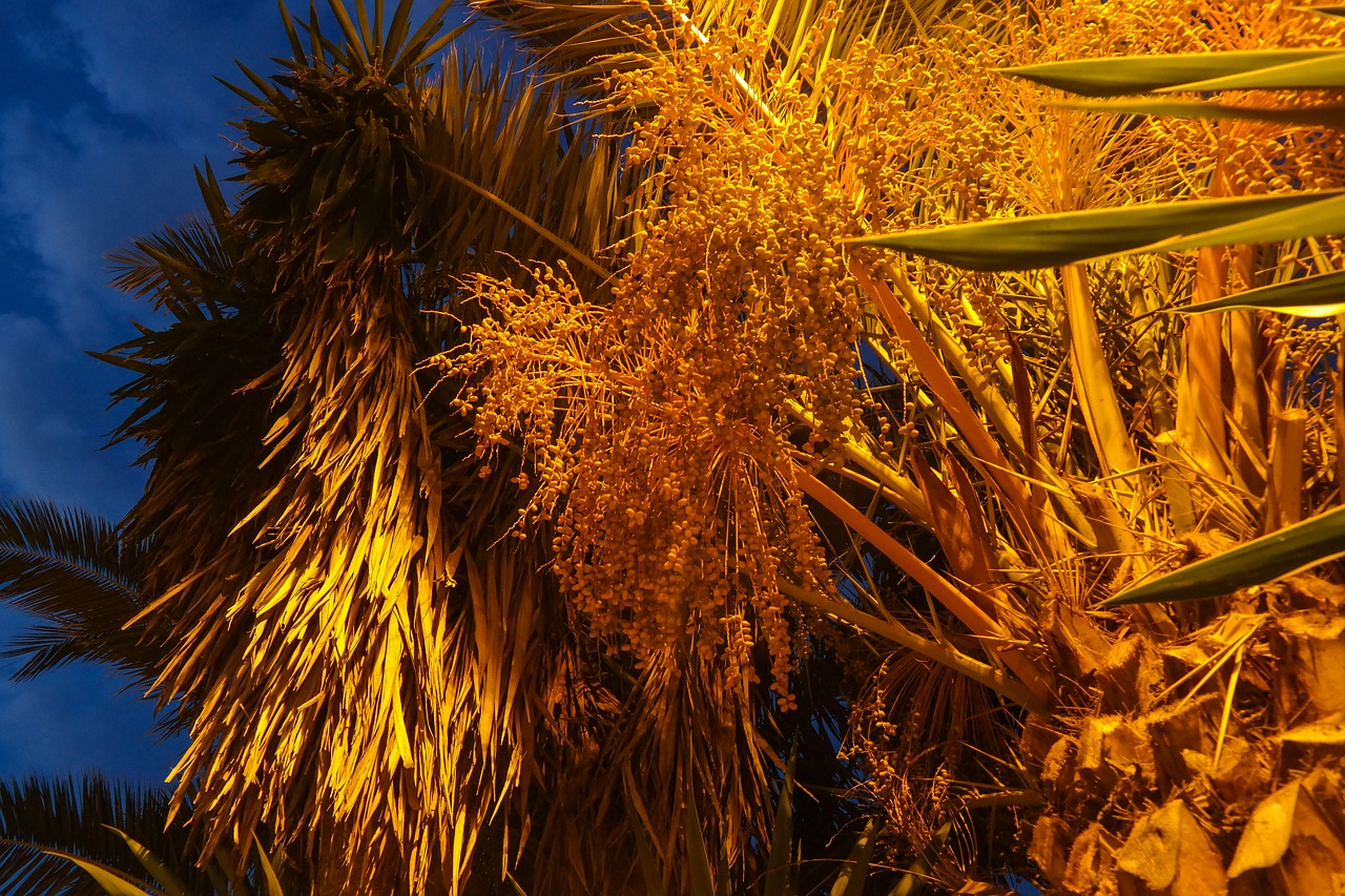 date palm  dates  plant free photo