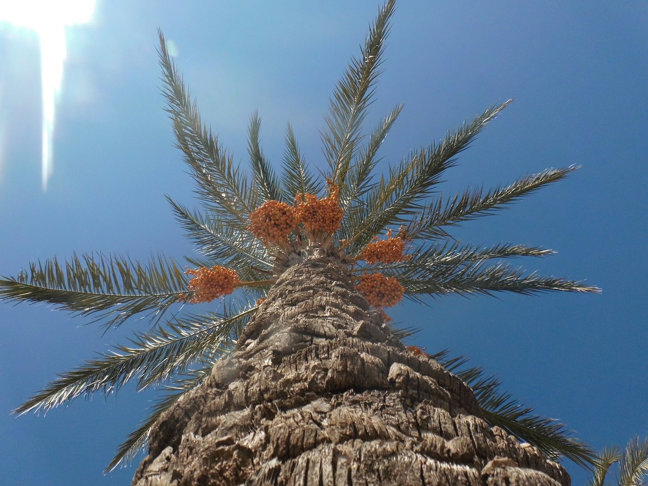 date palm palm plamenfrucht free photo