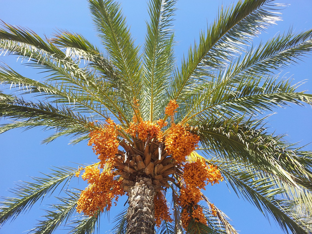 date palm palm dates free photo