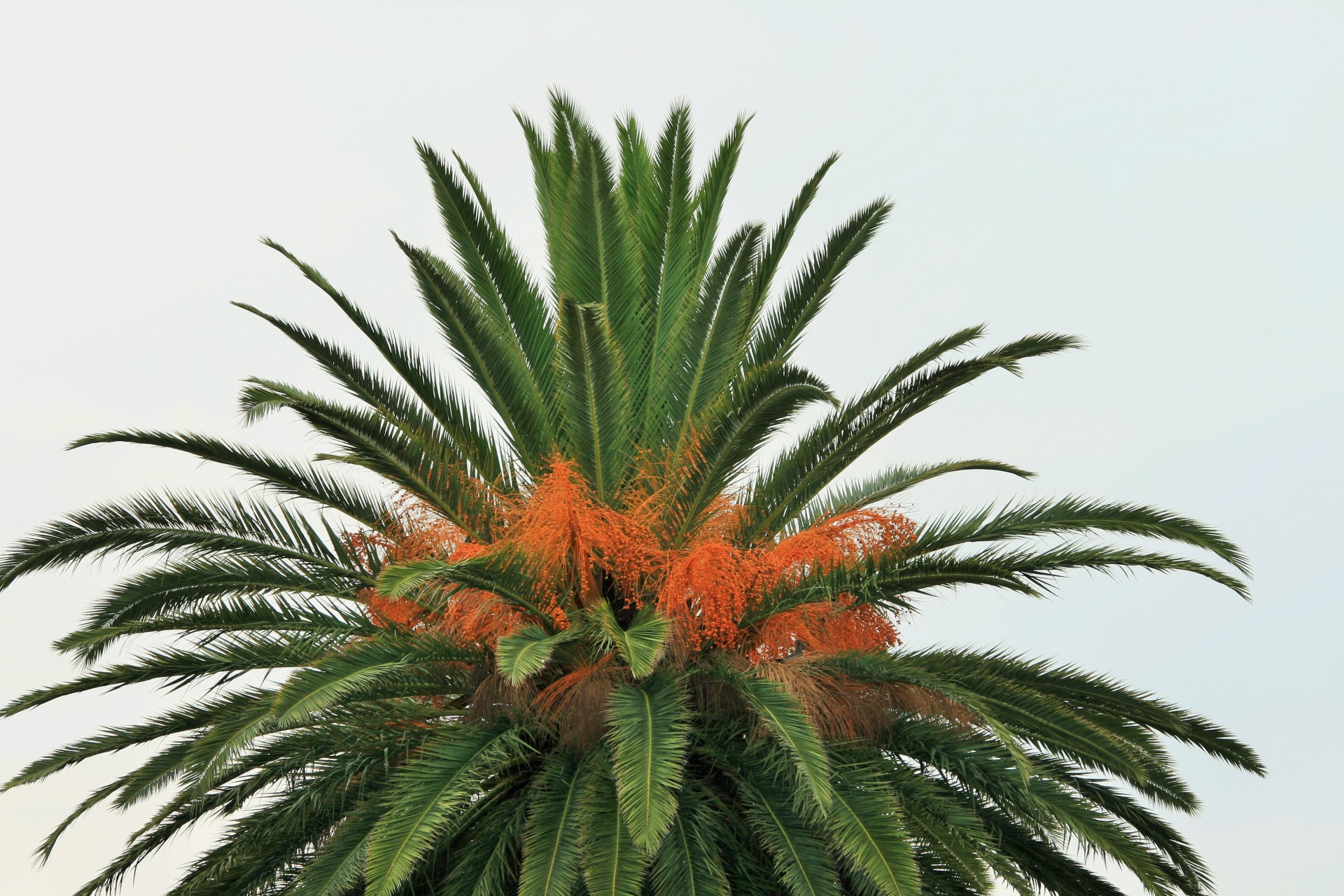 tree palm date free photo
