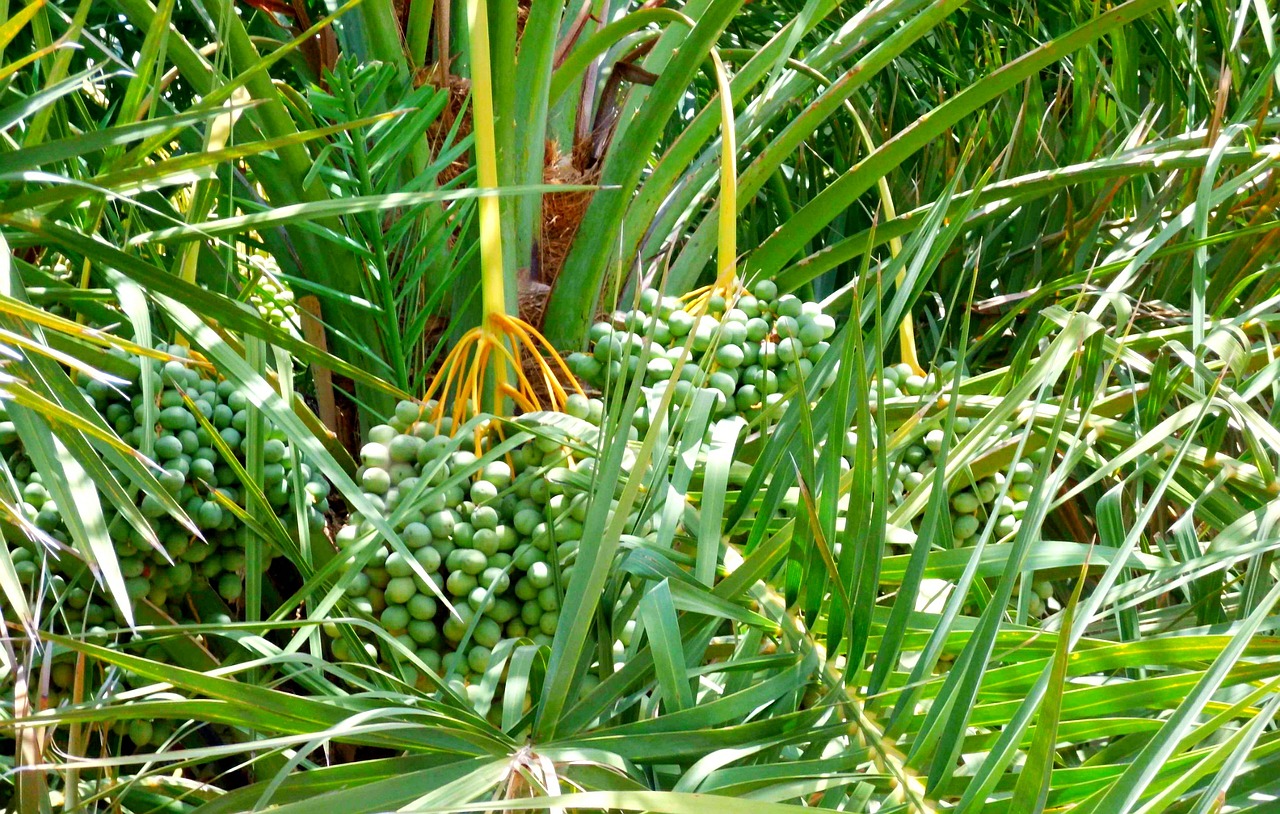 date palm tree green tree free photo